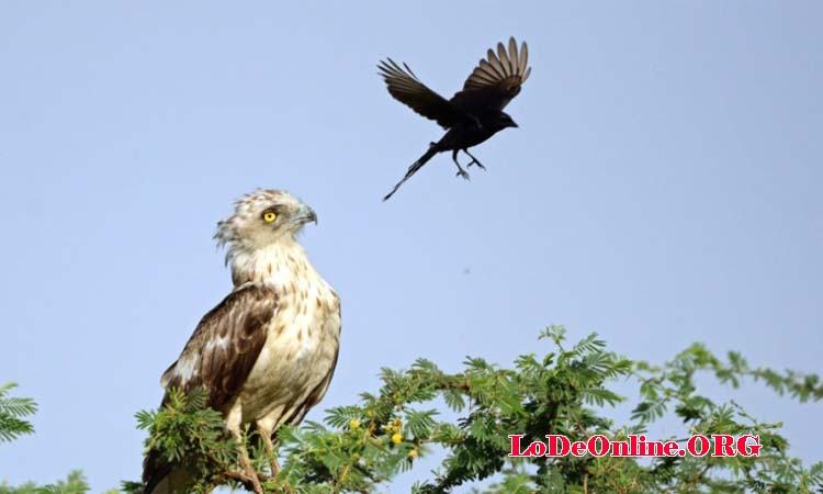 Mơ thấy 2 con chim Mơ thấy 2 con chim