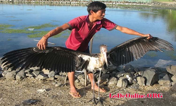 Mơ thấy bắt được chim Mơ thấy bắt được chim