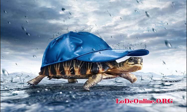 Mơ thấy bắt được nhiều rùa Mơ thấy bắt được nhiều rùa