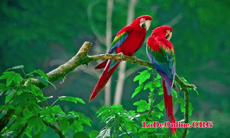 Mơ thấy chim bay vào nhà  Mơ thấy chim bay vào nhà