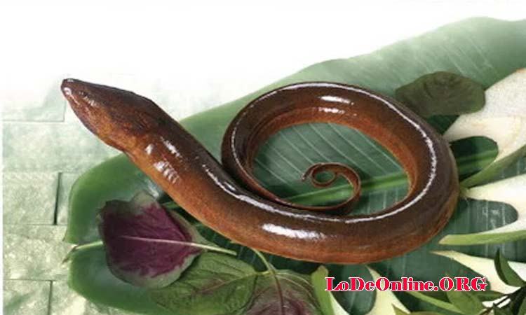 Mơ thấy lươn đánh con gì Mơ thấy lươn đánh con gì