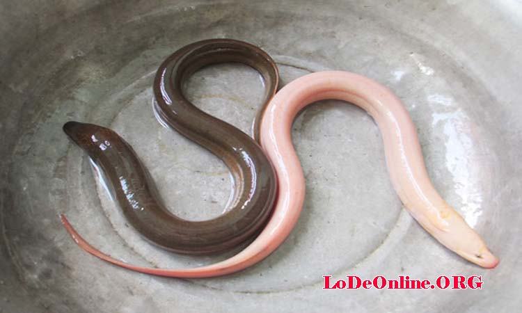 Mơ thấy con lươn trắng Mơ thấy con lươn trắng