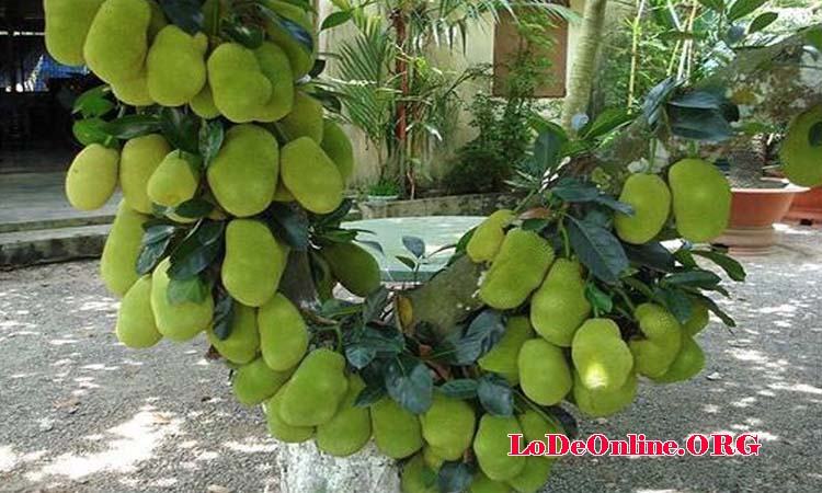 Mơ thấy quả mít non Mơ thấy quả mít non