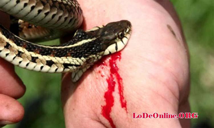 Mơ thấy rắn cắn người Mơ thấy rắn cắn người