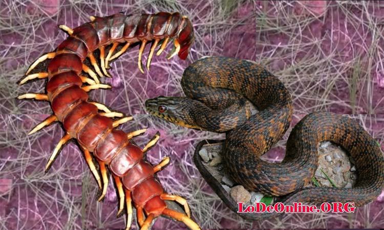 Mơ thấy rắn rết Mơ thấy rắn rết