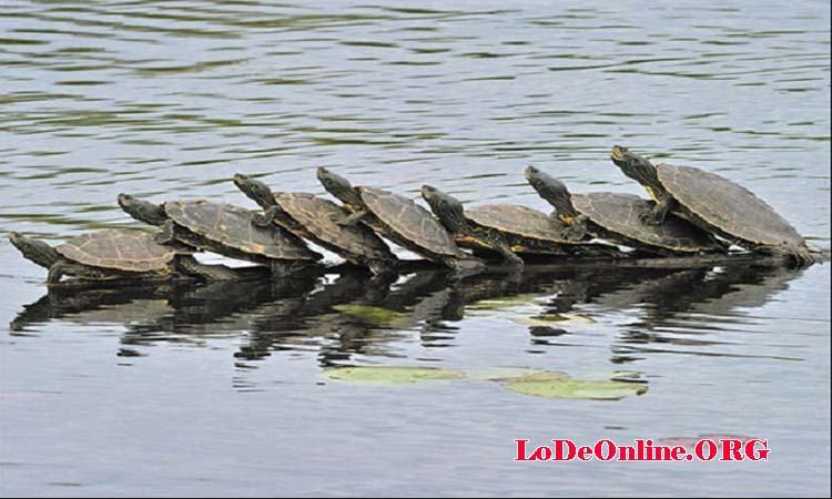 Mơ thấy rùa đánh con gì Mơ thấy rùa đánh con gì