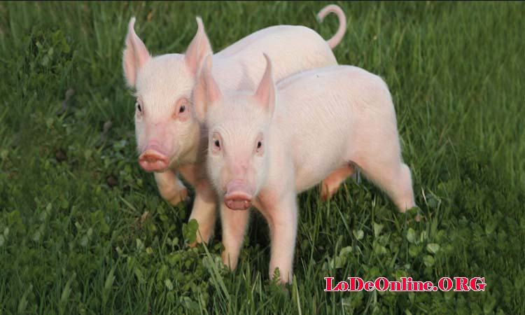 Nằm mơ thấy lợn con Nằm mơ thấy lợn con