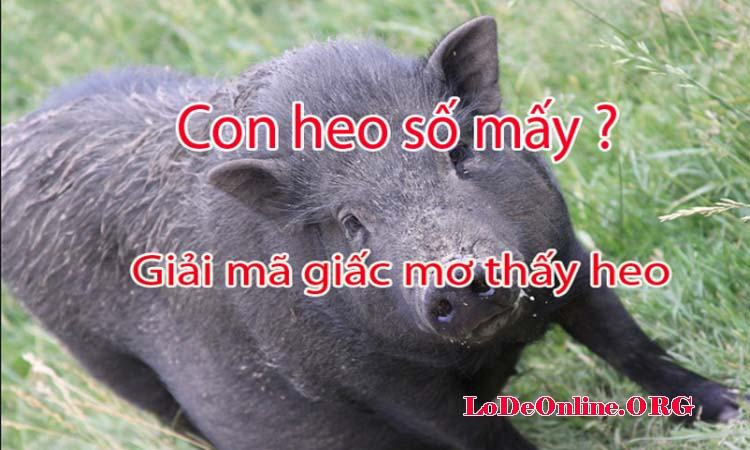 Nằm mơ thấy lợn đen Nằm mơ thấy lợn đen