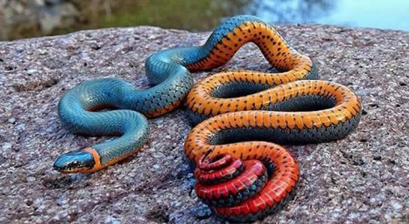 Giai ma diem bao giac mo thay ran