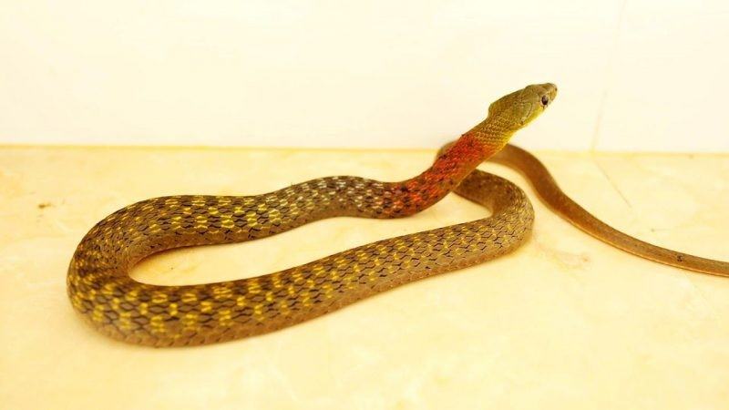 Mo thay ran bo vao nha