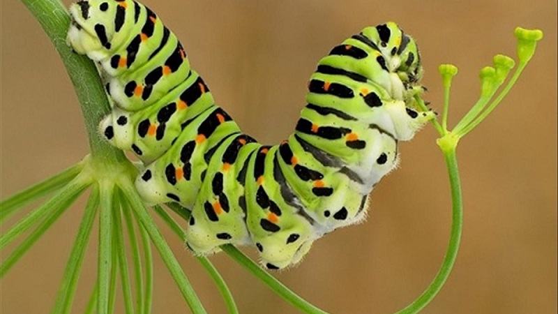 Mo thay sau nam tren la