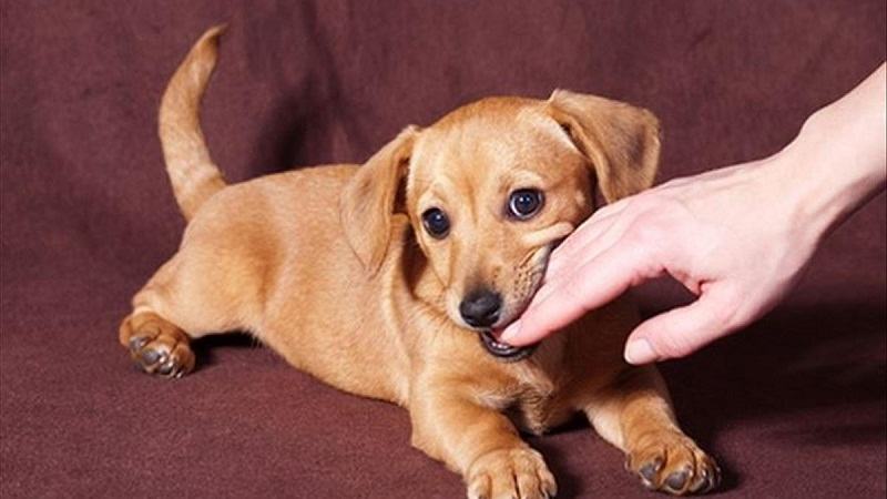 Chú chó con trong giấc mơ Chú chó con trong giấc mơ