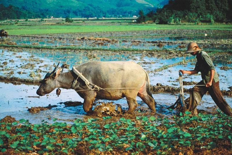 Con trâu là người bạn thân thiết của người dân Con trâu là người bạn thân thiết của người dân