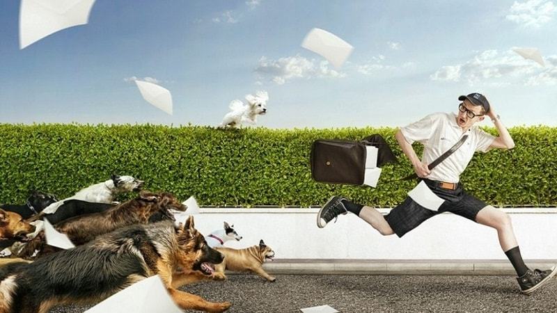 Giải mã giấc mơ bạn bị chó đuổi Giải mã giấc mơ bạn bị chó đuổi