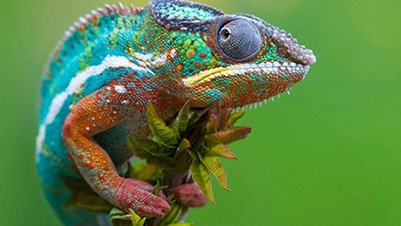 Giải mã giấc mơ tắc kè nằm trên cành cây Giải mã giấc mơ tắc kè nằm trên cành cây