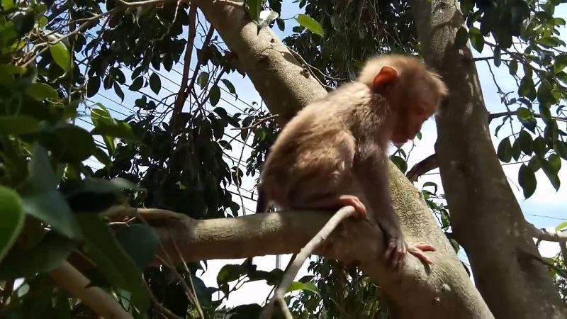 Khỉ rất thích leo trèo Khỉ rất thích leo trèo