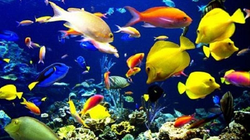 Màu sắc cá được giải mã ra sao? Màu sắc cá được giải mã ra sao?