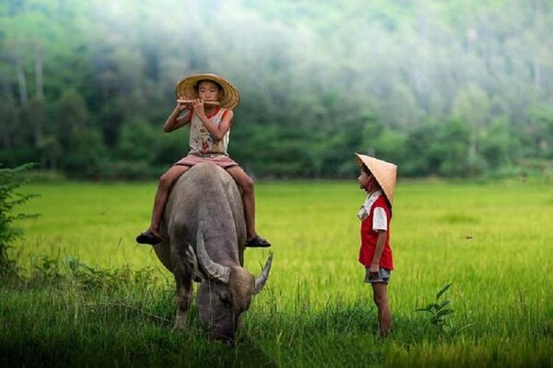 Hình ảnh con trâu cặm cụi gặm cỏ Hình ảnh con trâu cặm cụi gặm cỏ