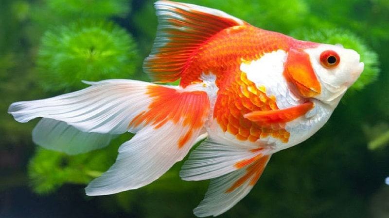 Nằm mơ thấy cá là tài lộc sắp đến Nằm mơ thấy cá là tài lộc sắp đến