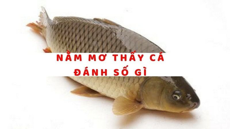 Nằm mơ thấy cá nên đánh đề số mấy? Nằm mơ thấy cá nên đánh đề số mấy?