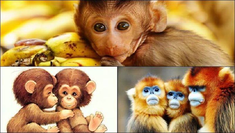 Nhiều loài khỉ có hình dáng đẹp Nhiều loài khỉ có hình dáng đẹp
