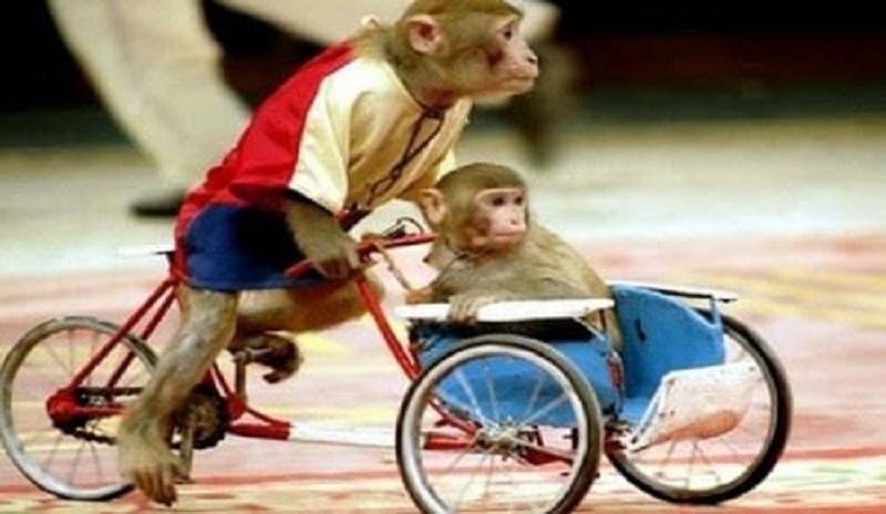 Nhiều người rất thích xem xiếc khỉ Nhiều người rất thích xem xiếc khỉ